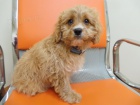 Prodm tata Cavoodle