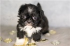 Rozkon tata Shih Tzu.