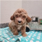 Rozkon tata Cavapoo.