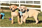 4 tata Cane Corso.