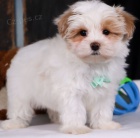 ttka Maltipoo jsou pipravena k adopci.