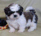 Prodm tata shih tzu