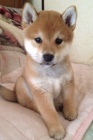 Prodm tata Shiba Inu. Chovatel shiba inu.