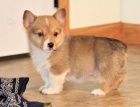 Prodm tata welsh corgi Pembroke.