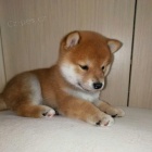 Prodm okovan a oderven tata Mini shiba inu