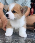 istokrevn tata Pembroke Welsh Corgi.