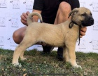 Tureck Kangal tata na prodej