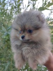 Pomeranian Boo tata