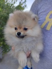 Pomeranian Boo tata