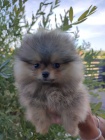 Pomeranian Boo tata