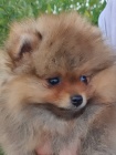 Pomeranian Boo tata