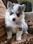 Krsn tata Pomskies na prodej (kenec sibisk husky a pomeranian)