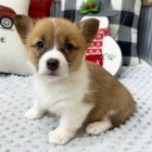 Prodm tata Pembroke Welsh Corgi.