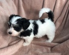 Prodm roztomil a zdrav ttka mini havanese.