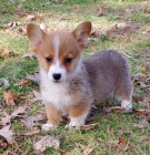 Prodm krsn tata Pembroke Welsh Corgi.