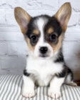 Prodm krsn, okovan a oderven tata Pembroke Welsh Corgi.