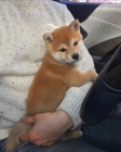 Prodm roztomil ttka shiba inu