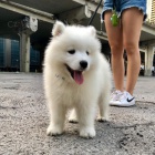 Samoyed tata a tata.