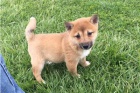 Hrav ttka Shiba Inu.