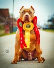 Americk bully / pitbulterir tata