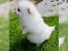 Nmeck pic. Mini pomeranian fenka