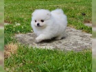 Nmeck pic. Mini pomeranian fenka