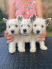 West highland white terrier (vestk) tata