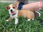 Welsh Corgi Pembroke tata.