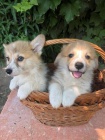 Welsh Corgi Pembroke tata.