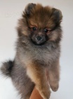 okovan a oderven tata pomeranian k adopci