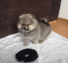 okovan a oderven tata pomeranian k adopci