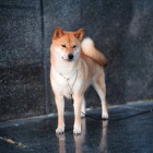 Shiba inu tata