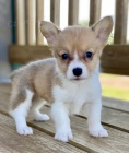 Prodm tata Pembroke Welsh Corgi.