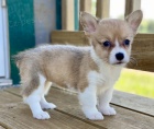 Prodm tata Pembroke Welsh Corgi.