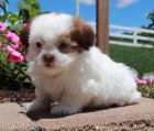 Prodm tata SHIH TZU