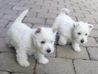 Prodm zdrav a oderven mini ttka West Highland White Terriers