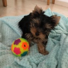 istokrevn tata Tiny Yorkie.