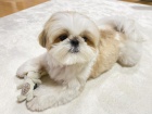 Rozkon tata Shih Tzu.