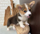 #Pembroke Welsh Corgi pobl m