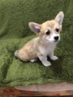 Velsk Corgi Pembroke tata