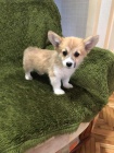 Velsk Corgi Pembroke tata