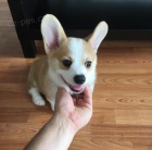 Ndhern velsk ttka Corgi Pembroke.