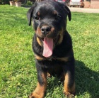 Ndhern tata rottweiler.