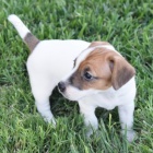 zdrav a okovan tata jack russell terira k adopci.