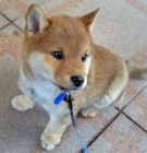 Prodm okovan tata shiba inu