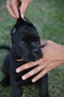 Cane Corso puppies