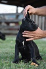 Cane Corso puppies