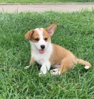 Pembroke Welsh Corgi tata.