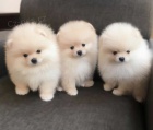 Pomeranian tata k adopci. Jsou okovan a oderven.