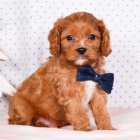 Prodm mini tata Cavapoo pejska a fenky.